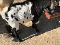 عنزة, Dutch Landrace goats — الصورة 4