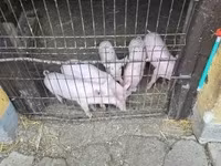 Świnie (partia, płeć nieokreślona) — zdjęcie 5
