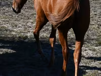 雌馬, Quarter Horse — 写真 5