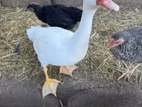 Ducks — fotografija 2