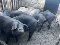 Knur, Świnie — zdjęcie 2