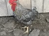 Chickens — Foto 1