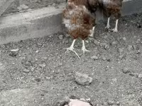 Chickens — zdjęcie 3