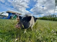 母山羊, Goats — 照片 5