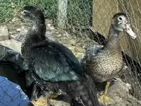 Ducks — Foto 2