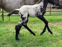 Kobila, Appaloosa — fotografija 4