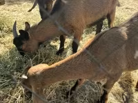 बकरी, Alpine goat — फ़ोटो 3