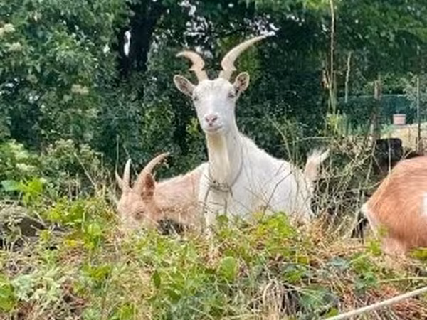 Cabra, Saanen goat