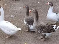 Geese — zdjęcie 1