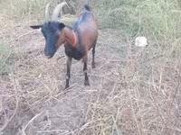 बकरी, Alpine goat — फ़ोटो 1