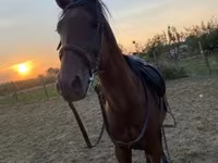 公马, Horses — 照片 4