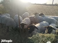 Ovca, White Suffolk sheep — fotografija 6