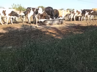 Bik, Russian Black pied cattle — fotografija 3