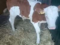 Bik, Simmental cattle — fotografija 1