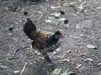 Chickens — 照片 7