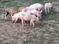 सूअर (लॉट, लिंग निर्दिष्ट नहीं), सूअर — फ़ोटो 2