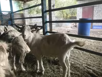 Kozioł, Saanen goat — zdjęcie 6
