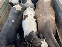 雄牛, Simmental cattle — 写真 1