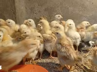 Chickens — fotografija 1