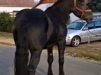 Horse (M), Friesian — photo 2