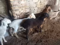 Baran, Rhon sheep — zdjęcie 5