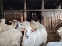 Schaf, Ile-de-France sheep — Foto 5
