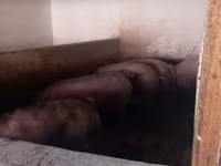 Schweine (Partie, Geschlecht nicht angegeben), Schweine — Foto 8