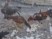 Chickens — fotografija 3