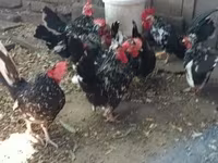 Chickens — foto 1