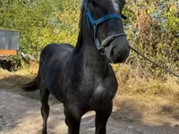 فرس, Percheron — الصورة 2