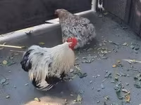 Pekin Bantam — zdjęcie 6