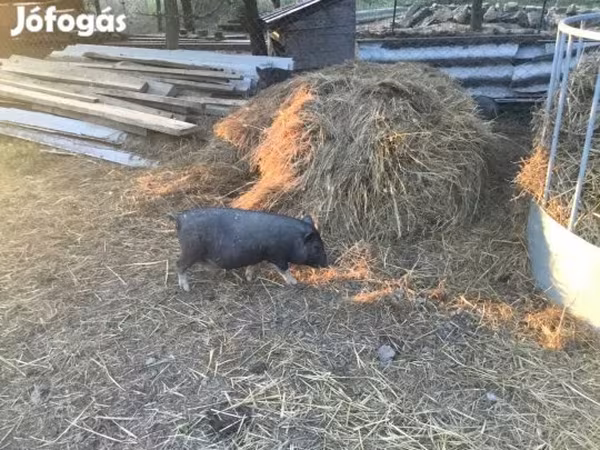 Vepar, Вьетнамская вислобрюхая