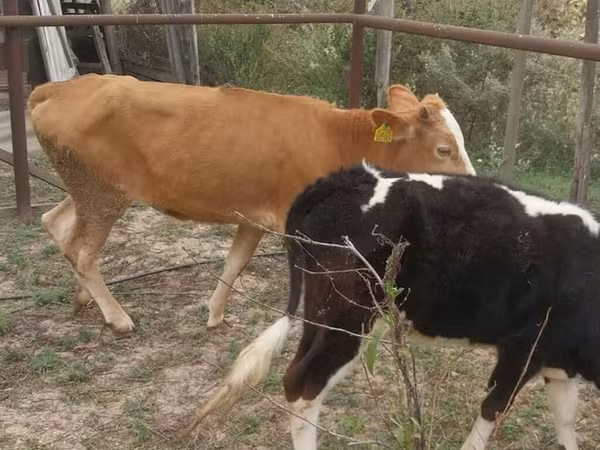 Krava, Simmental cattle