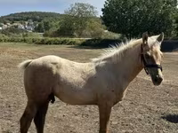 Cavalo, Cavalos — foto 3