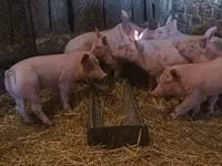 Pigs (batch, sex not specified), Крупная белая — photo 2