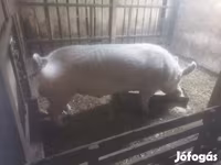 Boar, Крупная белая — photo 1