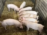 Schweine (Partie, Geschlecht nicht angegeben), Крупная белая — Foto 2