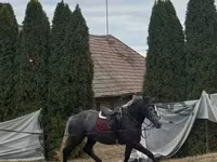 母马, Horses — 照片 2