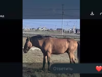 Kobila, Mugalzhar horse — fotografija 5