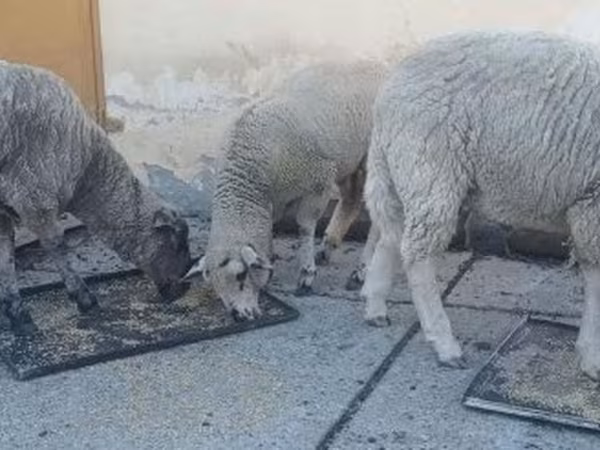 Baran, Owce — Węgry