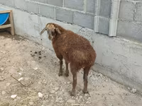 Sheep, Sheep — photo 6