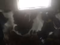 بقرة, الماشية — الصورة 1