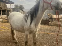 Бие, Tersk horse — 4-сурет