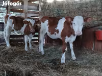 公牛, Limousin cow — 照片 4