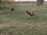 Chickens — foto 6