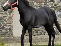 Pastuv, Anglo-Arabian — fotografija 2