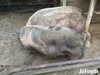 मादा सूअर, सूअर — फ़ोटो 3