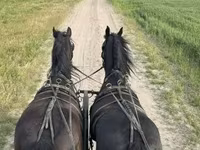 Caballo, Friesian — foto 3