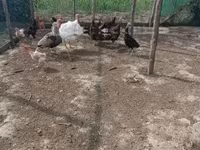 Turkeys — zdjęcie 8