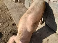 Locha, Świnie — zdjęcie 3